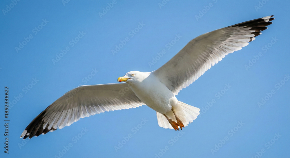 Fototapeta premium Seagull Flying in Clear Blue Sky