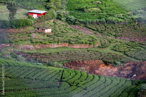 Canvastavla Close-up of terrace tea farms near Ooty, Nilgiris, Tamil Nadu, showcasing neatly layered plantations and vibrant greenery across rolling hills in a serene Western Ghats landscape