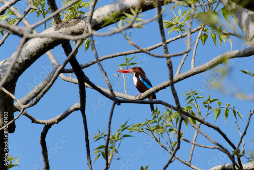 Obraz na plátně blue winged kingfisher