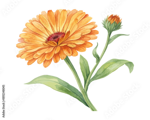 Watercolor Pot Marigold Calendula, Medicinal Floral Vector Illustration Isolated on White