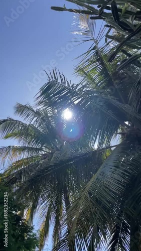 Bright Sun Shining Through Tropical Palm Trees and Cactus Leaves in Clear Blue Sky Video Nature Mauritius
