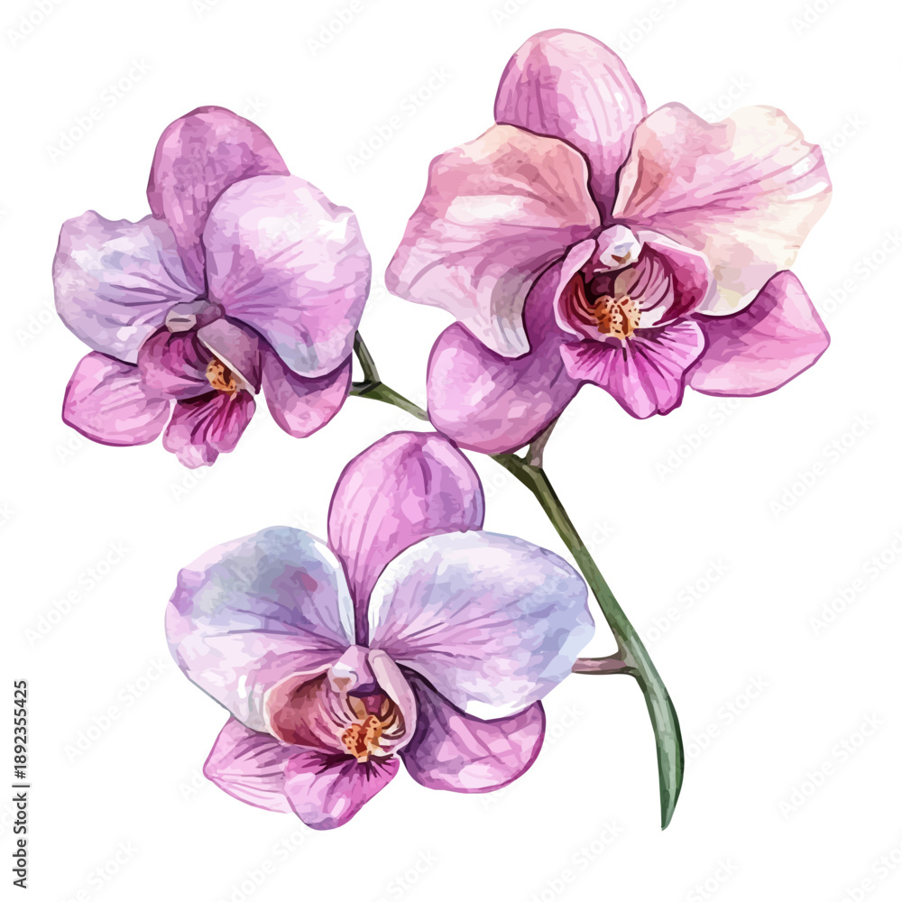 Obraz premium Orchid Flower, artistic watercolor illustration vector, isolated on a white background.