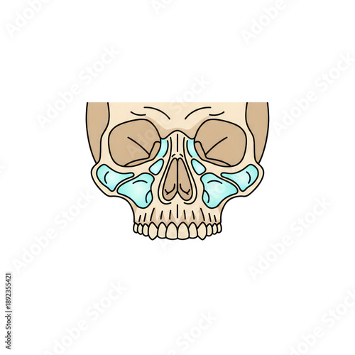 Anatomical Illustration of Human Skull Highlighting Paranasal Sinus Cavity Locations