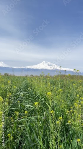 Vibrant green field with yellow wildflowers leading to majestic snow-capped mountains under a clear blue sky, evoking natural beauty and tranquility. Armenia, Yerevan 9.04.2023