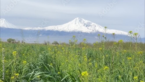 Snow-capped mountain towering over a vibrant field of green plants with yellow wildflowers under a clear sky, capturing the serene beauty of a spring landscape. Ararat Armenia, Yerevan 9.04.2023