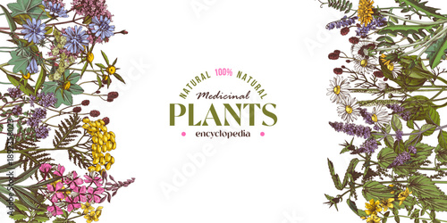Medicinal plants banner with healing herbs