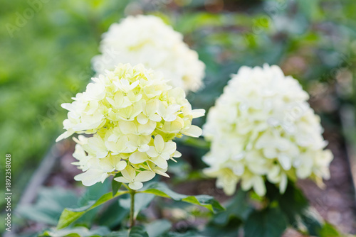 Hydrangea Skyfall Shrub With White Elongated Flowers
