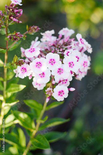 Bright Pink Phlox Europa Blooming In Summer Garden