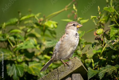 Young House Sparrow female in summer