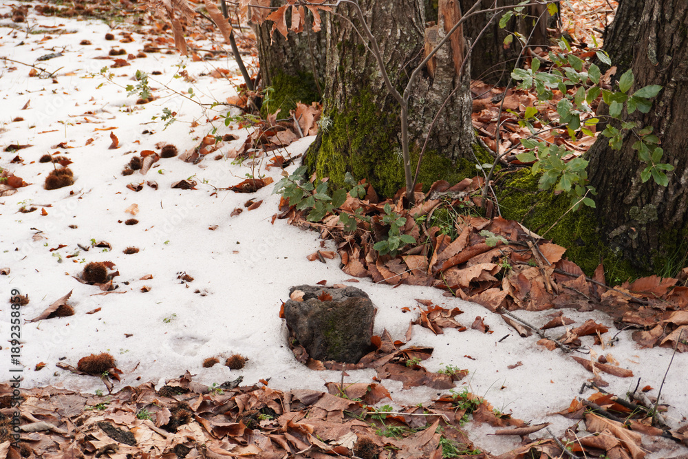 Obraz premium Winter landscape in Etna Park, a natural park in Sicily. Tranquil forest atmosphere and cozy setting. Winter walks. Hiking. Trees in a quiet forest landscape. Concept of the winter season and cold wea