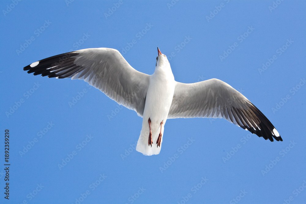 Fototapeta premium seagull in flight