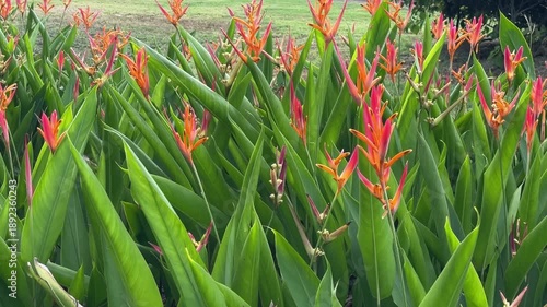 Vibrant Orange Heliconia Psittacorum Flowers in a Lush Tropical Garden Patch