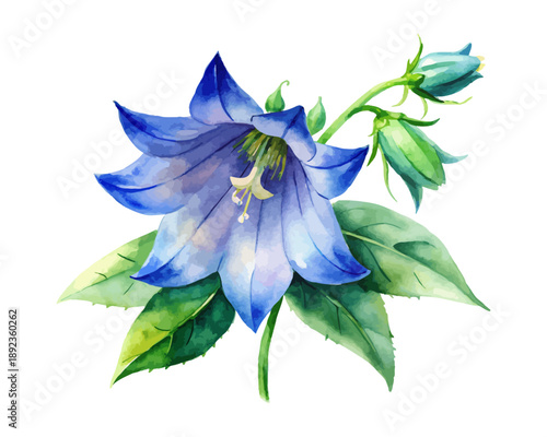 Watercolor Campanula (Bellflower) Art, Blue Botanical Clipart, vector illustration isolated on white background