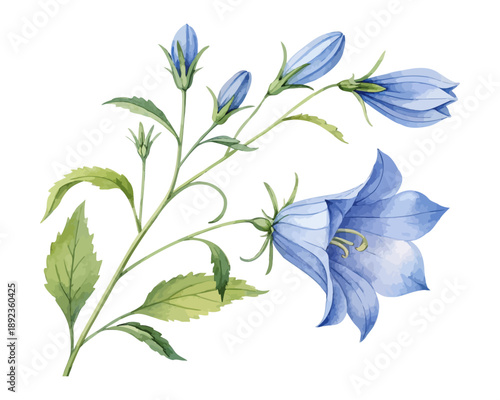 Blue Campanula Bellflower Watercolor, Delicate Botanical Clipart Illustration Isolated on White