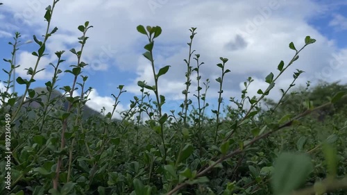 Low Angle Close Up of Green Hedge Growth Against Blue Sky and Mountain Background