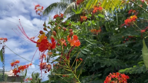Vibrant Red Pride of Barbados Flowers Blooming in Tropical Garden under Blue Sky