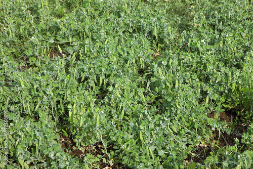 Tableau sur toile green peas plant background