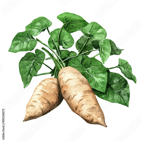 Watercolor vector illustration of Wild Yam, isolated on a white background.