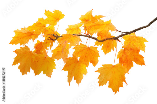 Autumn oak branch with golden yellow leaves isolated on transparent background
