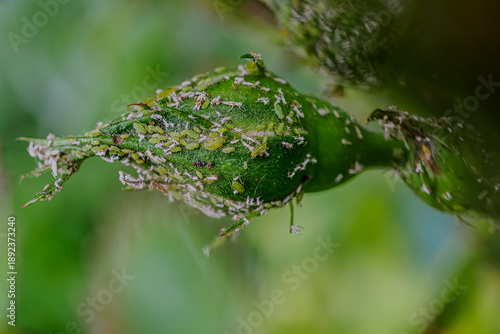 Aphids infesting green rosebud in Zoetermeer garden