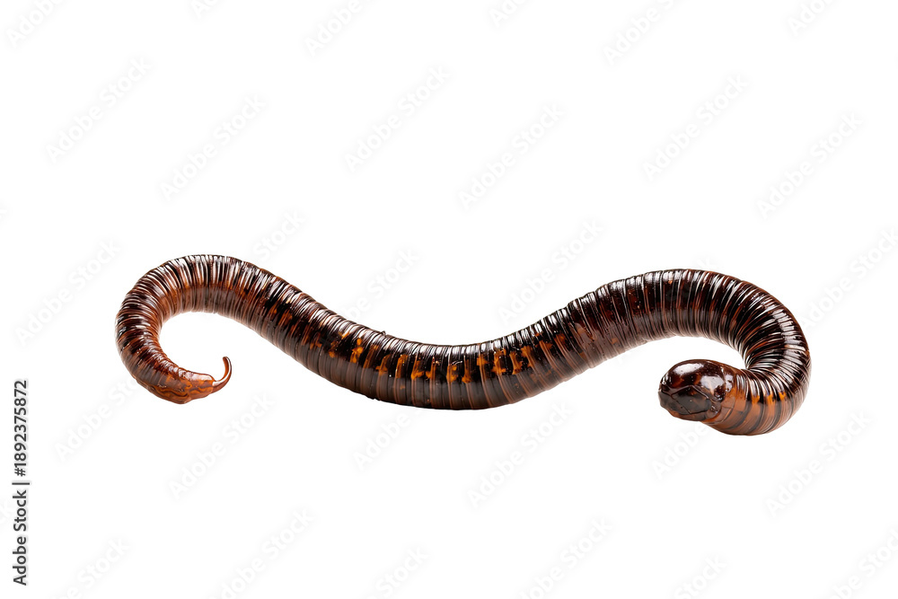 Fototapeta premium Brown millipede arches on black