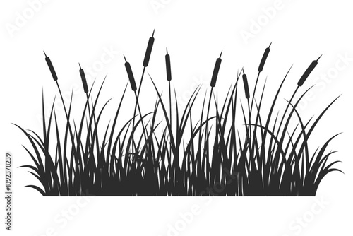 Swamp grass reed vector illustration isolated on white background. Marsh of river and lake tall bulrush. Wild shrubs silhouette. Coastal summer nature with thicket of aquatic plants