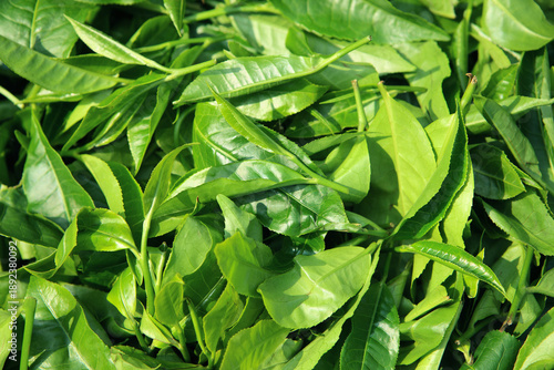 Tableau sur toile green tea leaves background