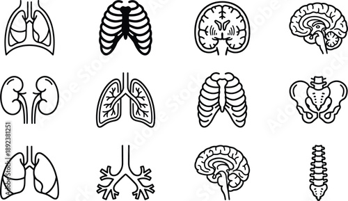 Human anatomy organ icons set, lungs, ribs, brain, kidneys, pelvis, spine, medical line illustration collection vector black outline