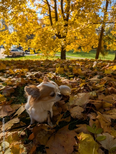 chihuahua in the autumn park