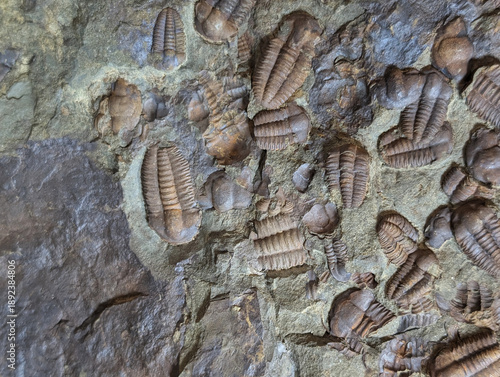 old trilobite fossil