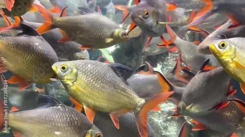 large red tail tinfoil barb fish in freshwater aquarium swimming through aquatic plants 