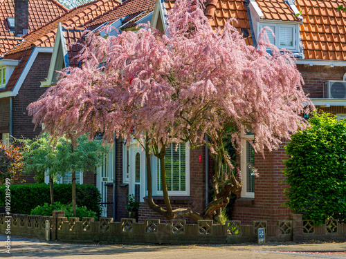 Tamarix tree blooming with pink blossoms outside a brick house