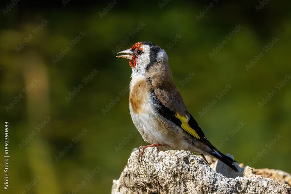 Fototapeta premium Stieglitz (Carduelis carduelis)