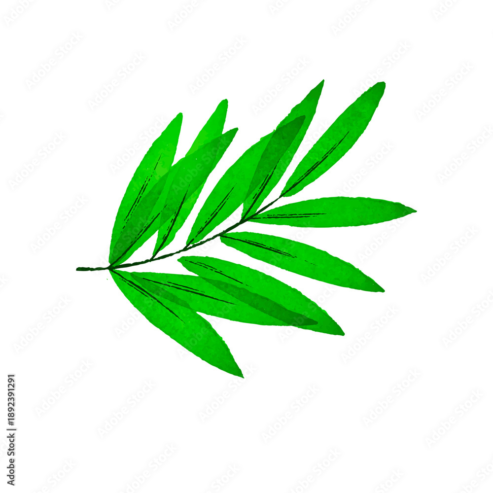 Fototapeta premium Green Leaf Illustration