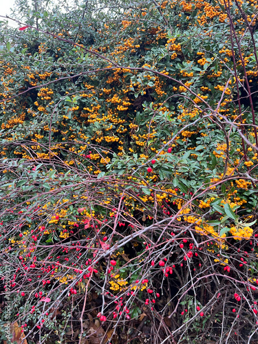 Dense autumn shrub filled with clusters of bright orange and red berries intertwined with thin branches and green leaves
