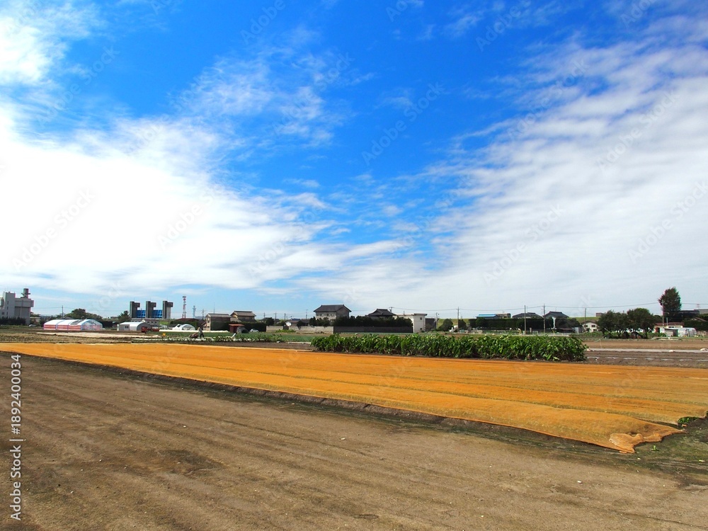 Naklejka premium シートの掛けてある秋の朝の野菜畑風景