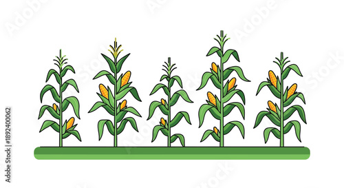 Illustration of a row of green corn stalks with ripening ears