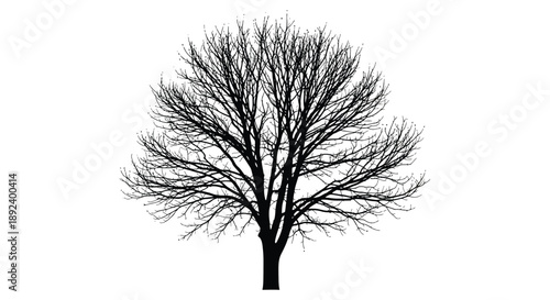A stark detailed black silhouette of a deciduous tree with intricate branching patterns against a bright white background silhouette