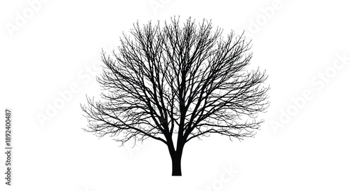 A stark black silhouette of a deciduous tree with intricate branching patterns stands against a bright white background silhouette
