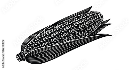 A detailed woodcut style illustration depicts a single ear of corn with husk showcasing intricate texture and form silhouette high quality