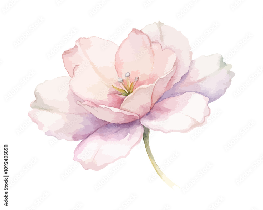 Obraz premium Watercolor Clarkia Bloom, Romantic Pink Floral Vector Illustration Isolated on White