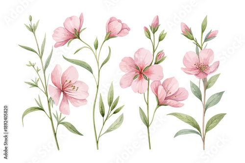set of Watercolor Clarkia Bloom, Romantic Pink Floral Vector Illustration Isolated on White