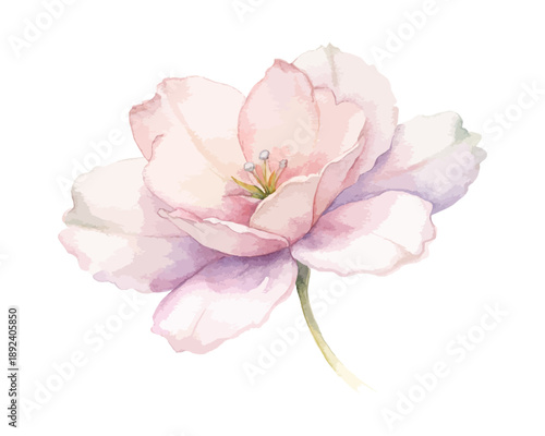 Watercolor Clarkia Bloom, Romantic Pink Floral Vector Illustration Isolated on White