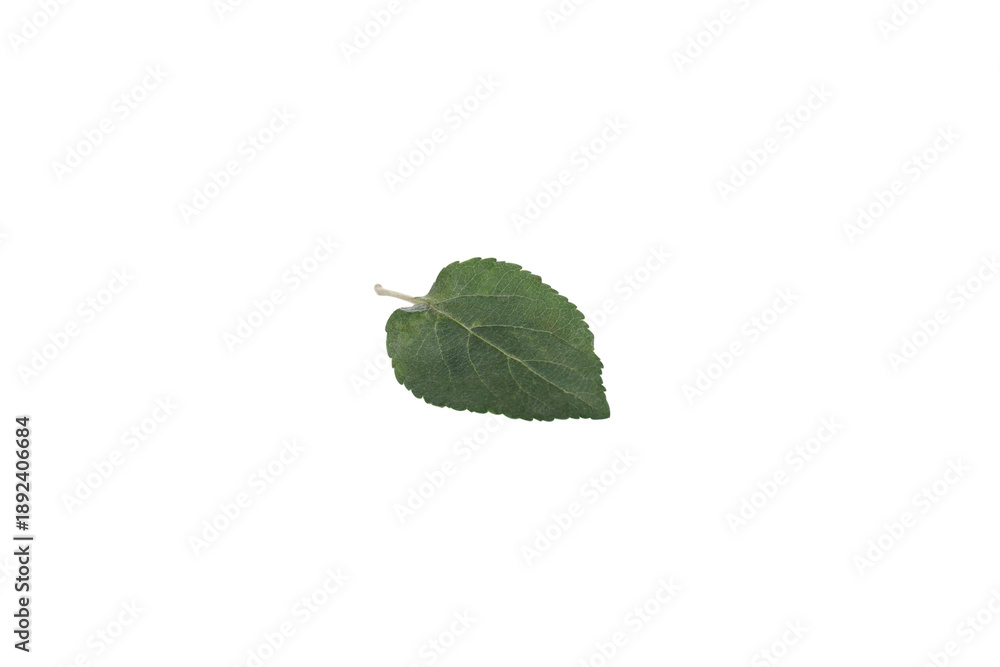 Fototapeta premium Apple leaf, isolated on white background