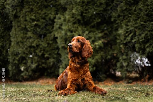 irish setter female dog laying on grass looking away somewhere