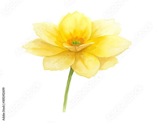 Watercolor Coreopsis Bloom, Vibrant Yellow Flower Vector Illustration Isolated on White