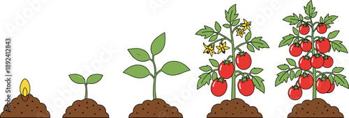 Tomato Plant Growth Stages from Seed Germination to Flowering and Fruit Harvest Agriculture Timeline Vector Illustration