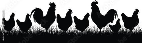 Black Silhouette of a Group of Chickens and Roosters Standing in Grass for Poultry Farm Agriculture Organic Food Production and Rural Village Life Concept