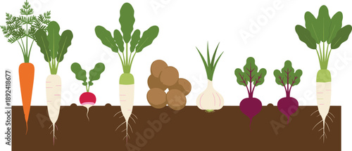 Vegetable garden vector illustration set showing carrots radishes potatoes onions beets growing underground in soil with roots and leafy tops