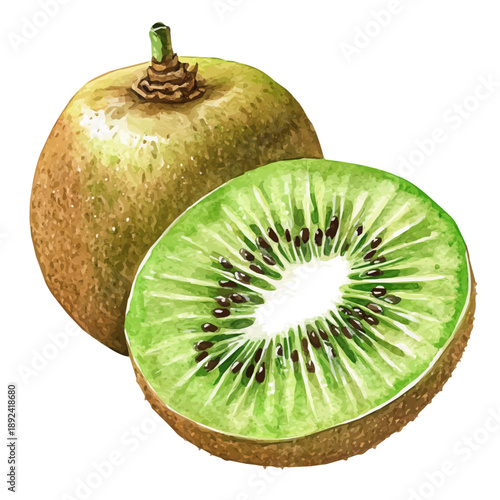Watercolor illustration vector of Kiwi, isolated on a clean white background.